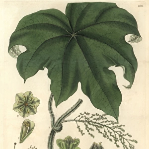 Columbo or calumba plant, Cocculus palmatus