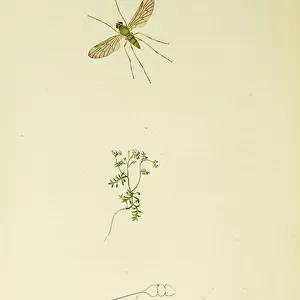 Curtis British Entomology Plate 713
