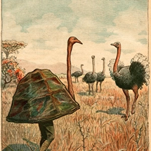 Disguise for Ostrich Pic