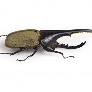 Dynastes hercules, hercules beetle