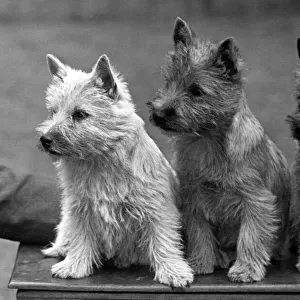 Fall / Cairn Terrier / 1949