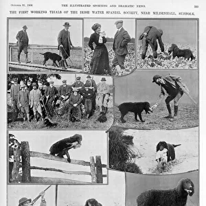 The first Irish Water Spaniel club trials, 1908