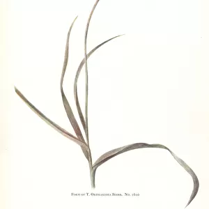 Form of Tulipa orphanidea No. 1610