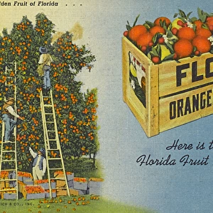 The Golden Fruit of Florida, USA