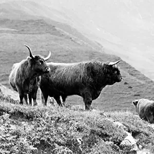 Highland Cattle on the Isle of Skye - Victorian period