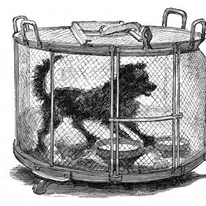 Inoculated dog in cage