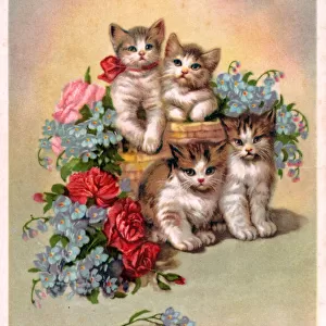 Kittens and flowers on a Dutch postcard