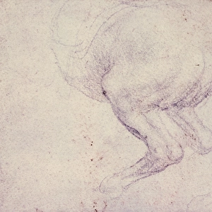 Leonardo da Vinci (1452-1519). The hind-quarters of a rearin
