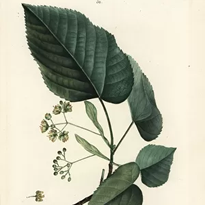 Lime tree, Tilia pubescens