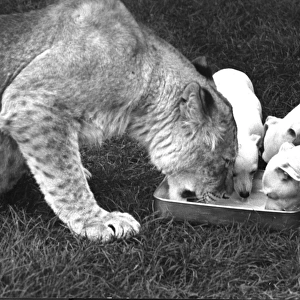 Lioness and dogs sharing a dish of water