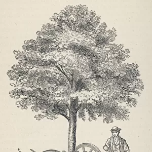 McNabs tree transplanter, as used in Edinburgh