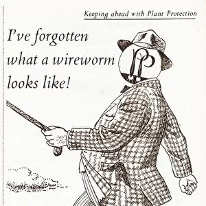 Mergamma pesticide advert, 1951