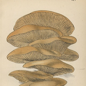 Oyster mushroom, Agaricus ostreatus
