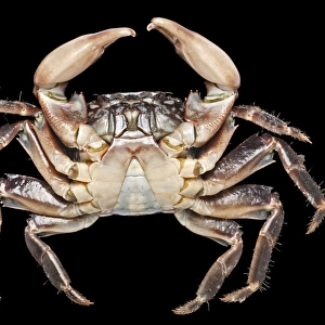 Pachygrapsus marmoratus, marbled rock crab