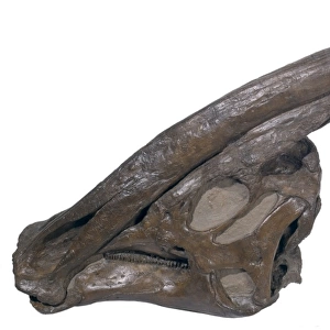 Parasaurolophus skull