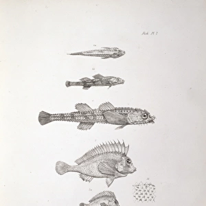 Plate from Charles Darwins Zoology of the Voyage of the Bea