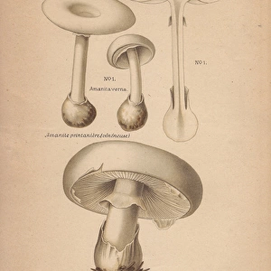 Poisonous fools mushroom Amanita verna