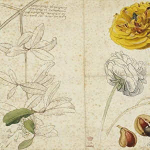 Ranunculus asiaticus (flower) Aesculus pavia (fruit) Viburnu