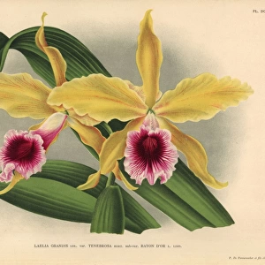 Rayon d or sub-variety of Laelia grandis tenebrosa orchid