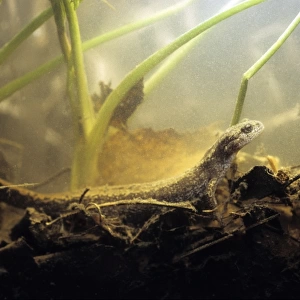 Siberian Salamander - Adult; rare but typical in