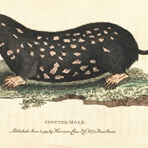 Spotted mole, Talpa europaea