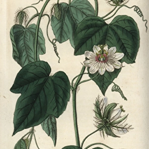 Stinking passionflower, Passiflora foetida var gossypiifolia