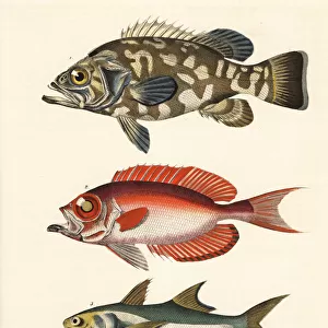 Stone bass, moontail bullseye and blue salmon