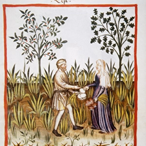 Tacuinum Sanitatis. Late 14th century. Farmers harvesting