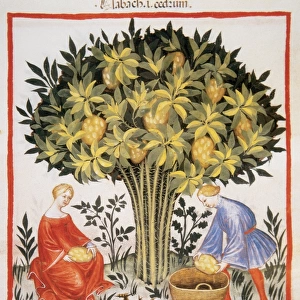 Tacuinum Sanitatis. Late XIV century. Picking citron