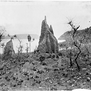 Termite Nests, Cape York, Torres Straits