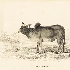 Zebu or humped cattle, Bos primigenius indicus