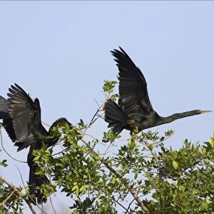 Anhingas / Snakebirds - In tree disputing territory Venice Rookery, Florida, USA BI000016