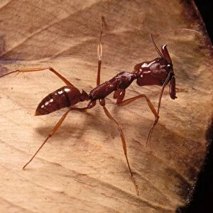 Ant French Guiana