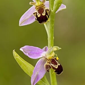 Bee Orchid - close up of flowers showing different angles and stages of flowers - June - Cannock Chase - Staffordshire - England
