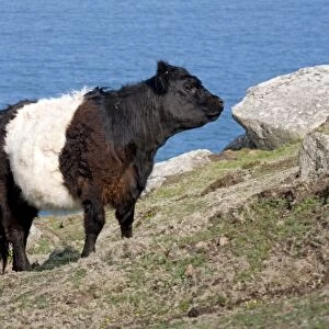 Belted Galloway Cow - coast - Cornwall - UK