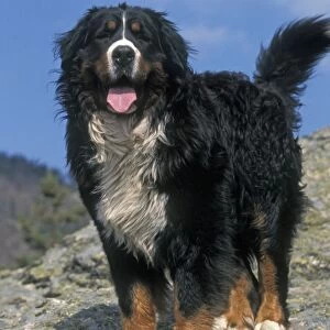 Bernese Mountain Dog - With mouth open and tongue out