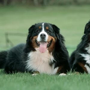 Bernese Mountain Dogs - Pair lying in garden