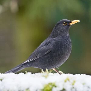 Blackbird in snow