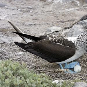 Blue-Footed Booby - with egg. Espagnola Island - Galapagos