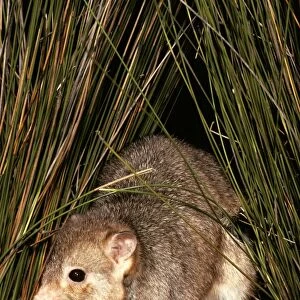 Burrowing Bettong / Boodie / Lesueur's Rat Kangaroo - Barrow Island - Western Australia JPF05633