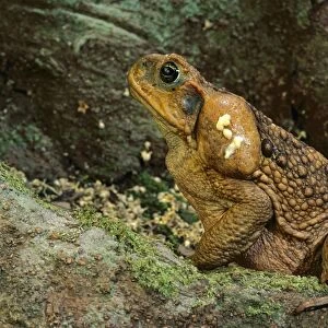 Cane / Giant / Marine Toad - with venom from paratoid glands visible, native to South America, introduced to Australia in 1935 for biological pest control, Australia JPF27790