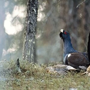Capercaillie - male & female