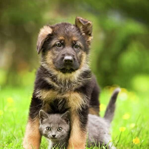 Cat - Chartreux kitten with German Shephern / Alsatian puppy