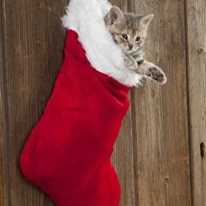 CAT - Kitten (6 weeks) in christmas stocking
