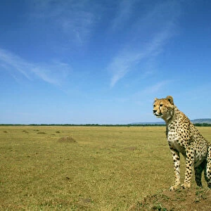 Cheetah - standing on vantage point - Masai Mara National Reserve JFL03273