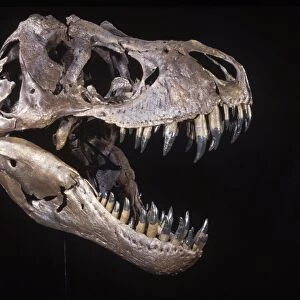 Dinosaur: Tyrannosaurus rex. Upper Cretaceous. Skull of "Stan", a T rex excavated by personel of the Black Hills Institute of Geological Research. "Stan" now resides at the Museum of the Black Hills Intitute