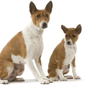 Dog - Basenji - adult and puppy