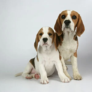 Dog - Beagle Mother and Puppy sitting down