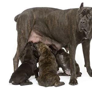 Dog - Cane Corso Dog (Italian Guard Dog) - mother with puppies suckling