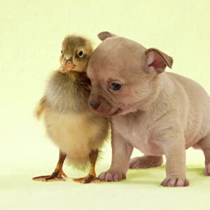 DOG - Chihuahua puppy standing with duckling (4 weeks) Digital Manipulation: background to yellow